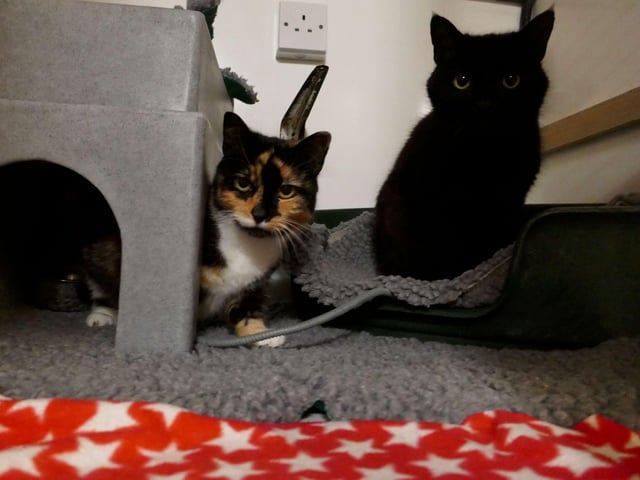 Lola and Buddy are currently being looked after by Eastbourne Cats Protection and is looking for a new home. SUS-220401-161048001