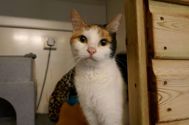 Lucy is currently being looked after by Eastbourne Cats Protection and is looking for a new home. SUS-220401-161059001