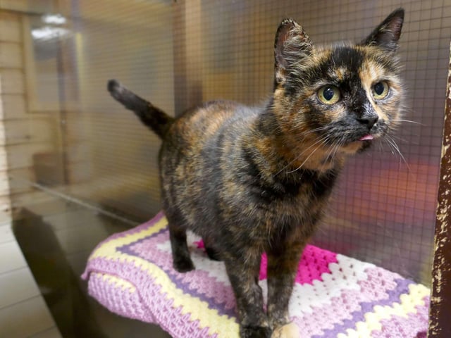 Pringle is currently being looked after by Eastbourne Cats Protection and is looking for a new home. SUS-220401-161110001