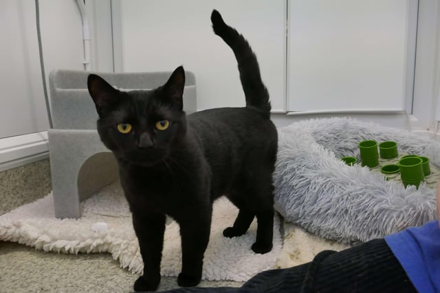 Simba is currently being looked after by Eastbourne Cats Protection and is looking for a new home. SUS-220401-161121001