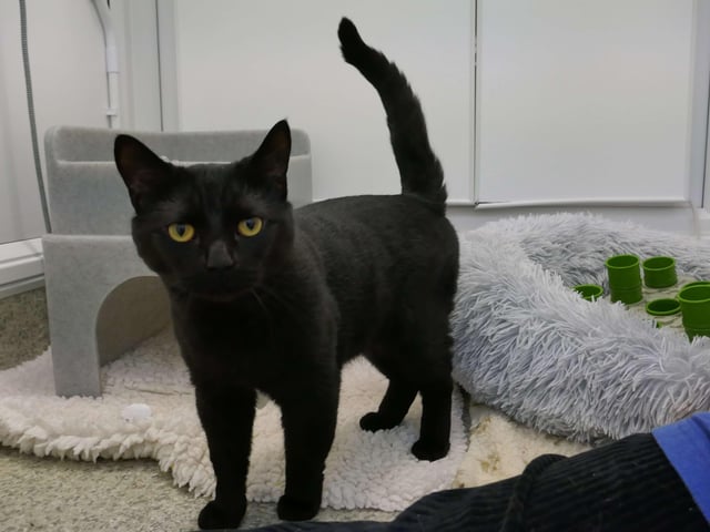 Simba is currently being looked after by Eastbourne Cats Protection and is looking for a new home. SUS-220401-161121001