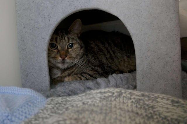 Alfie is currently being looked after by Eastbourne Cats Protection and is looking for a new home. SUS-220401-161155001