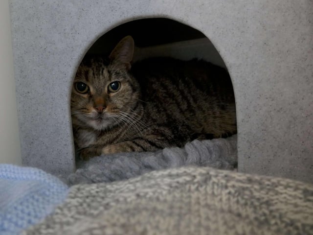 Alfie is currently being looked after by Eastbourne Cats Protection and is looking for a new home. SUS-220401-161155001