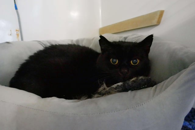 Bobby is currently being looked after by Eastbourne Cats Protection and is looking for a new home. SUS-220401-161206001