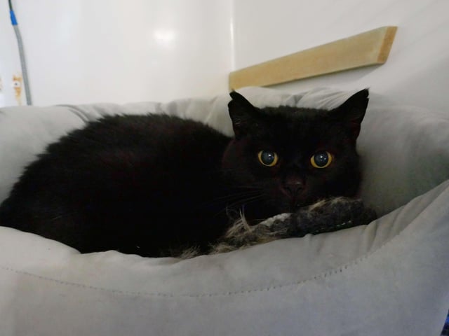 Bobby is currently being looked after by Eastbourne Cats Protection and is looking for a new home. SUS-220401-161206001