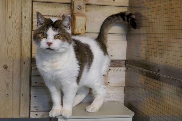 Tiggy is currently being looked after by Eastbourne Cats Protection and is looking for a new home. SUS-220401-161132001