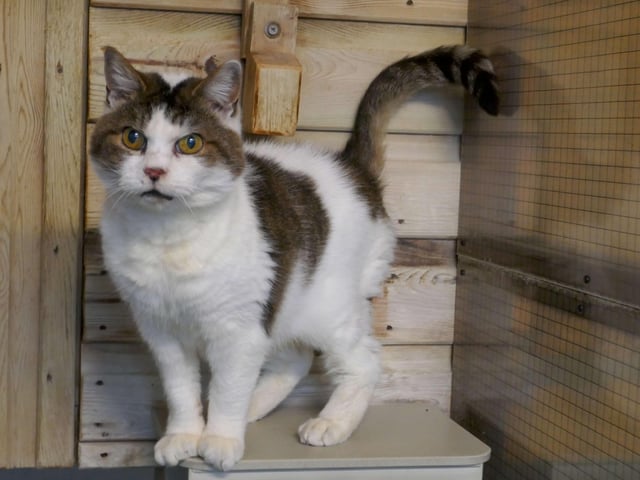 Tiggy is currently being looked after by Eastbourne Cats Protection and is looking for a new home. SUS-220401-161132001