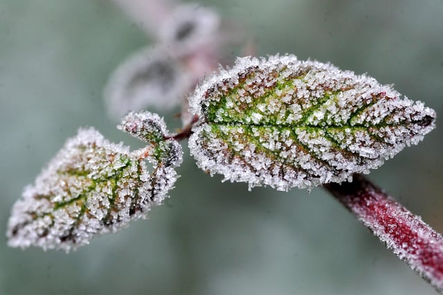 Frosty morning in West Sussex - January 2022. Pic S Robards SR2201061 SUS-220601-115028001