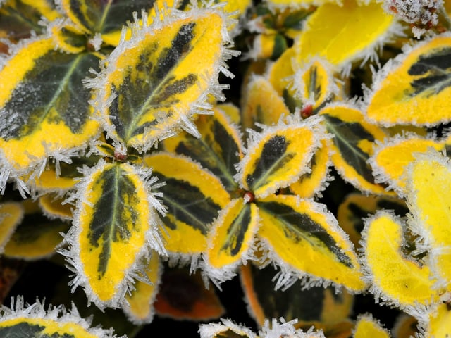 Frosty morning in West Sussex - January 2022. Pic S Robards SR2201061 SUS-220601-115052001