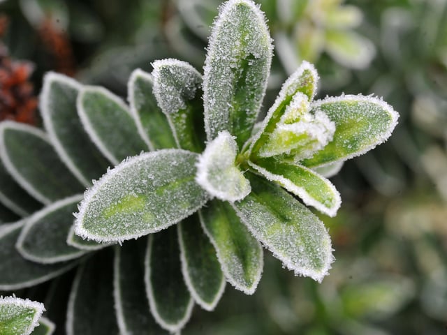 Frosty morning in West Sussex - January 2022. Pic S Robards SR2201061 SUS-220601-114831001