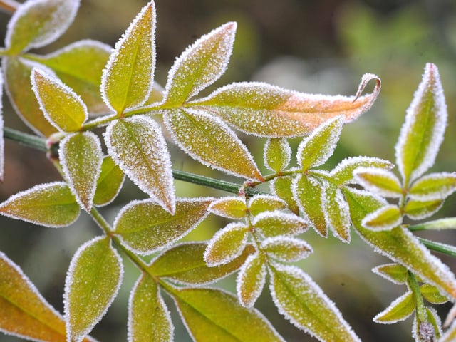 Frosty morning in West Sussex - January 2022. Pic S Robards SR2201061 SUS-220601-114941001