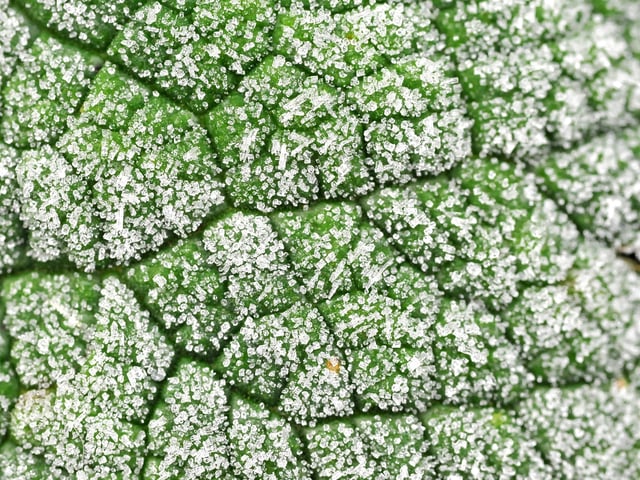 Frosty morning in West Sussex - January 2022. Pic S Robards SR2201061 SUS-220601-114906001