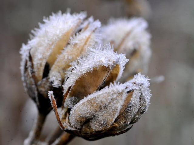 Frosty morning in West Sussex - January 2022. Pic S Robards SR2201061 SUS-220601-114929001