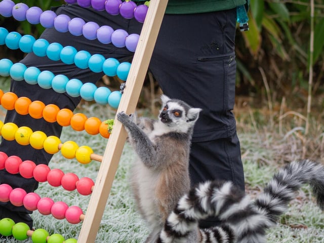 Ring-tailed lemur