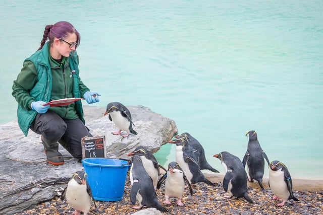 The zoo's penguins happily got in line to be counted in exchange for their favourite fishy treats