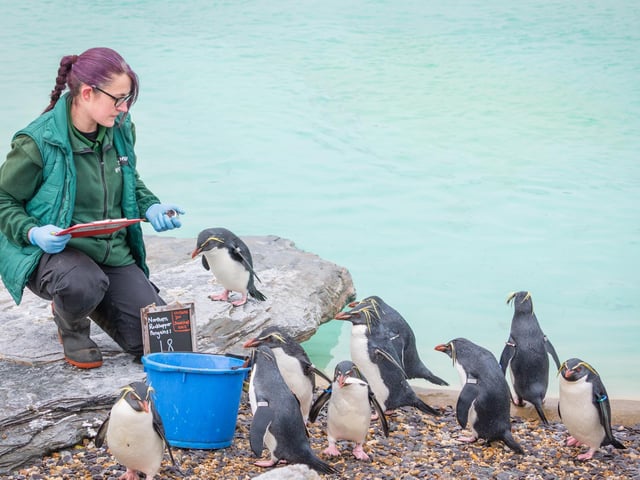 The zoo's penguins happily got in line to be counted in exchange for their favourite fishy treats
