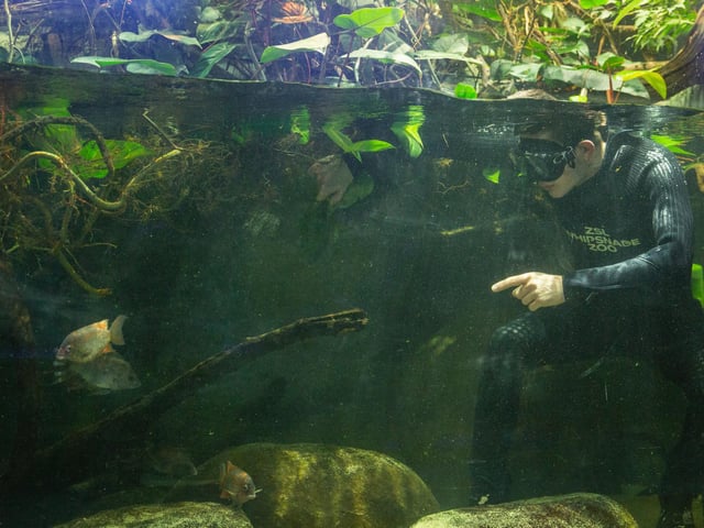 Animals in the Zoo’s Aquarium were also counted