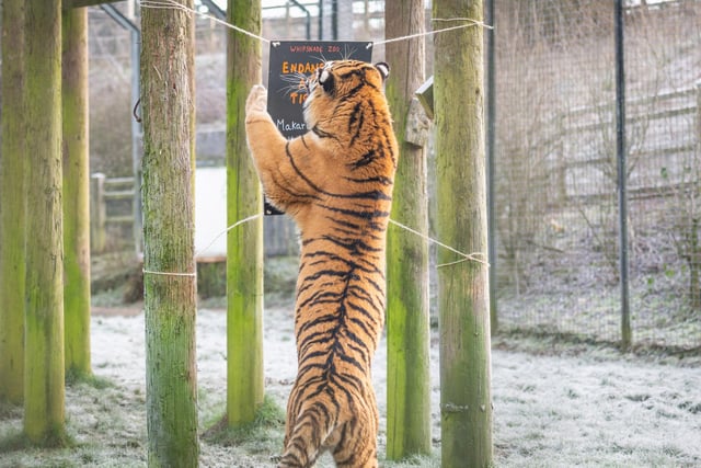 The Amur tiger brothers are boisterous
