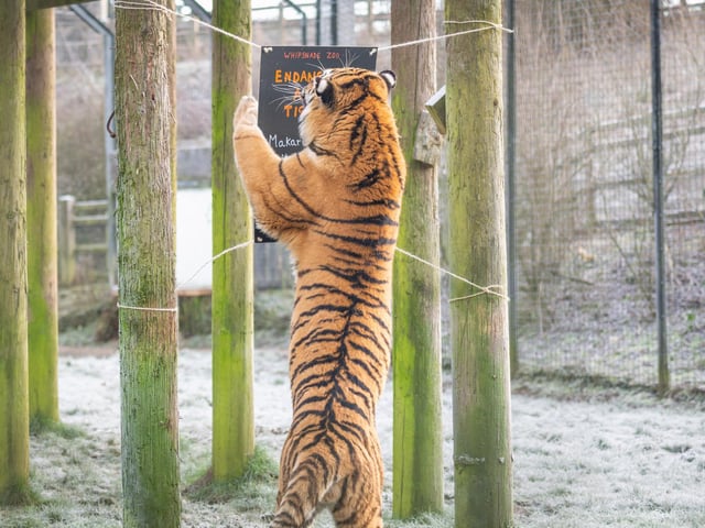 The Amur tiger brothers are boisterous