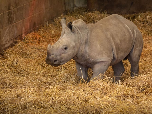 The white rhinos were counted