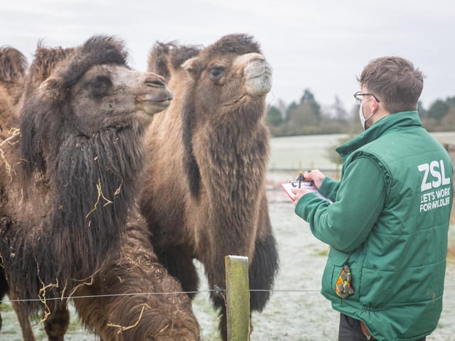 Counting the camels
