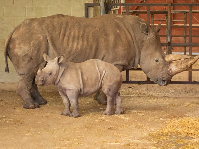 Counting the white rhinos