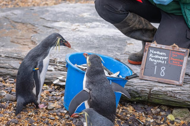 The zoo's penguins got in line to be counted