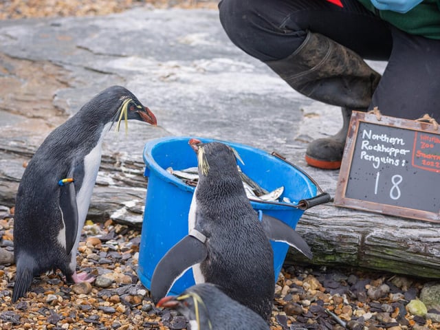The zoo's penguins got in line to be counted