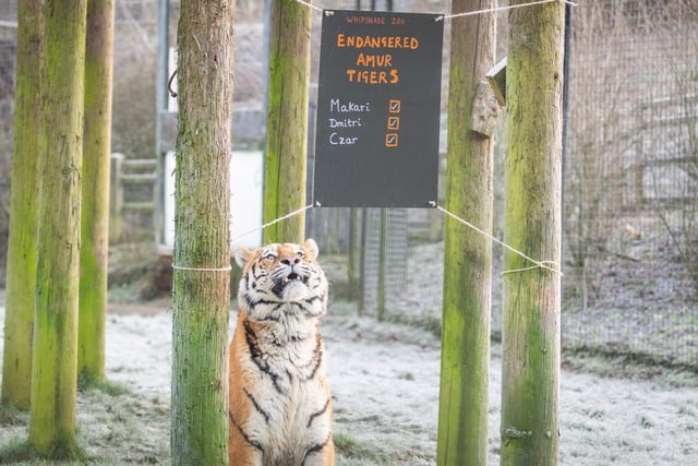 The Amur tiger brothers were counted
