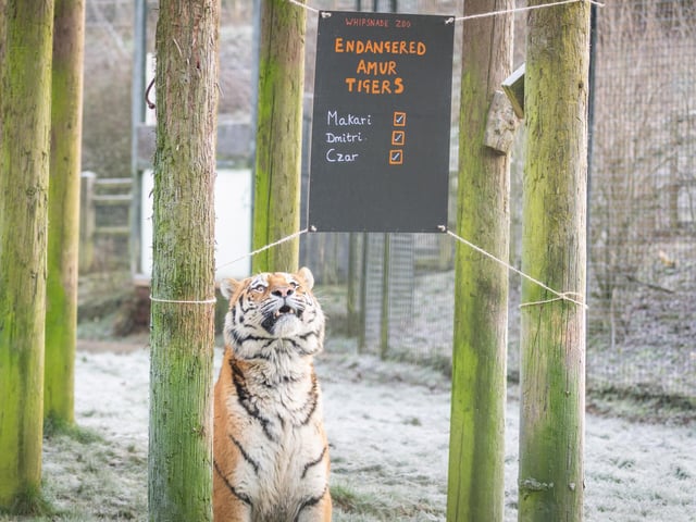The Amur tiger brothers were counted