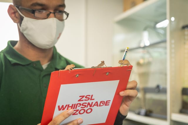 Zookeepers complete the annual stocktake at Whipsnade Zoo