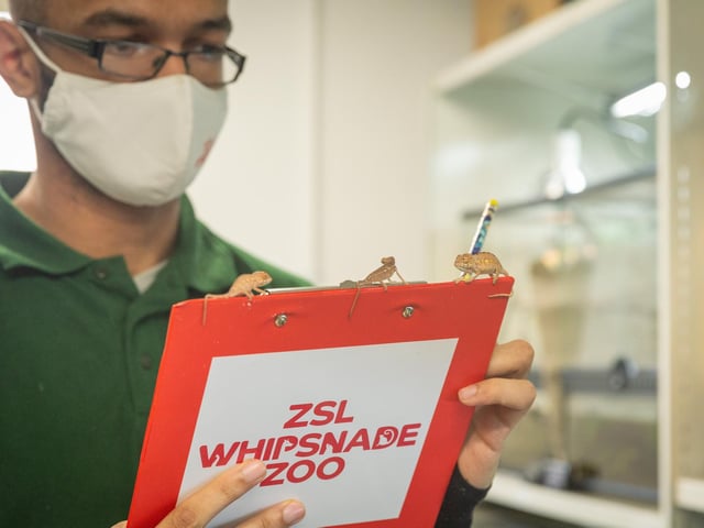 Zookeepers complete the annual stocktake at Whipsnade Zoo