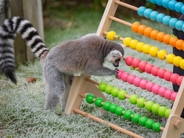 Ring-tailed lemurs were counted