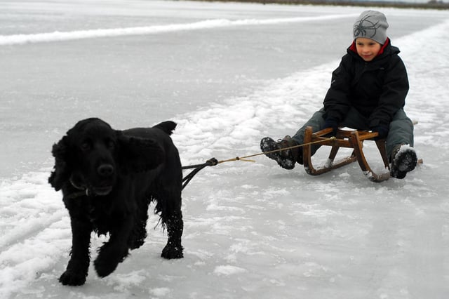 2010: Louis Sidebottom, pulled by his cocker spaniel Olly, along the ice at Whittlesey Wash