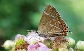 White Letter Hairstreak butterfly: a specialist butterfly, mainly found in the tops of trees, particularly Elm trees, but will come down to drink nectar from plants such as bramble. This species is in decline in the Park due to the loss of Elm trees due to Dutch Elm Disease.