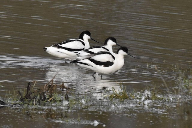 The avocet is a distinctively-patterned black and white wader with a long up-curved beak. This Schedule 1 species is the emblem of the RSPB.
