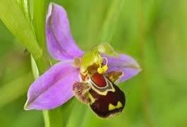 Bee Orchids had a good year in the park this year... they’re not that unusual but a very different looking flower to most.