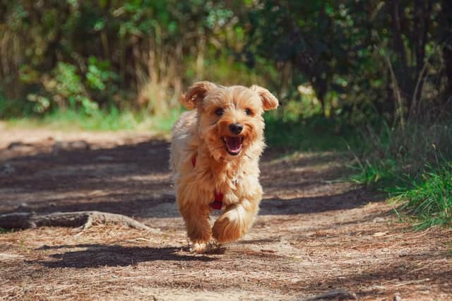 There are number of dog walks in Sussex for you to enjoy especially during National Dog Walking month.

Picture: Pixabay