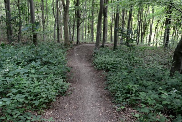 Take an active walk on either the Butchers Trudge or the White Horse View trail at Fineshade Wood. 

Picture: Peter Cripps