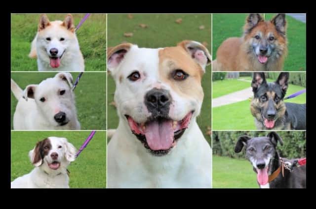 Can the new year find hew homes in Leamington, Warwick and Kenilworth or these rescue dogs?