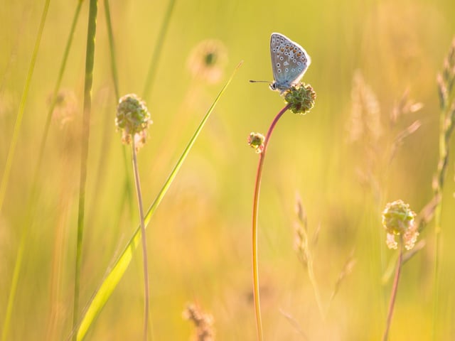 South Downs Summer by Thomas Moore.