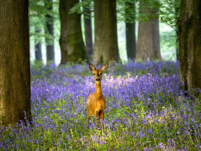 Blue Belle by Ian Brierley.