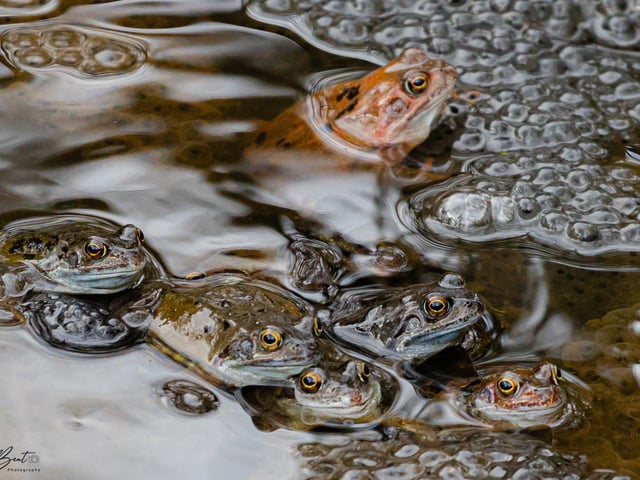 The Frog Huddle by Tony Bent.