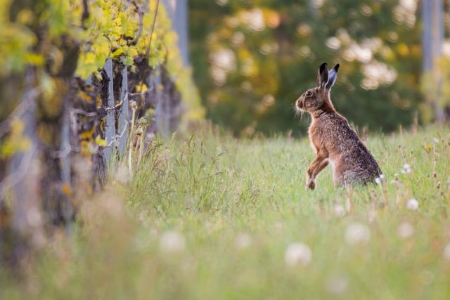 Vineyard hare by Emma Varley.