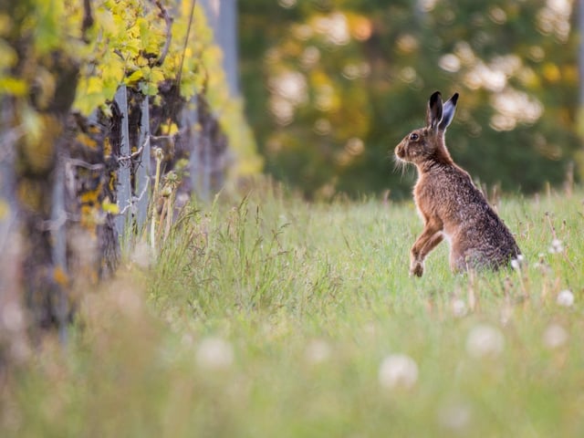 Vineyard hare by Emma Varley.