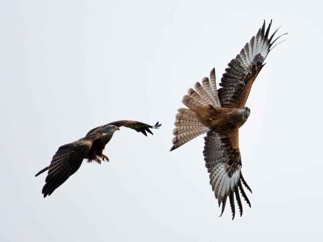 Flight of the Kite by Richard Murray.