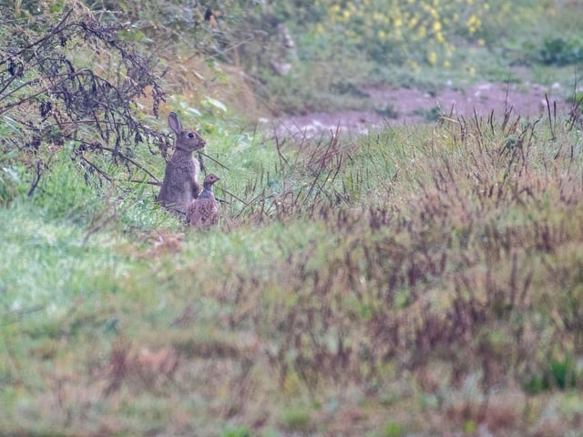 Hey Partridge, did you see that by Gary Smith.