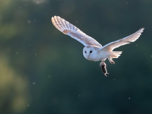 A Sparkling Hunt by Richard Murray. Awarded 2nd place by the judges.