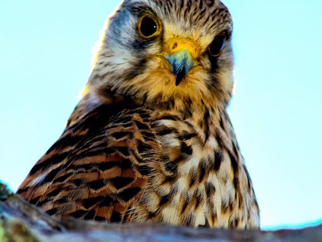 Somebodys Watching You by Clare Bond.