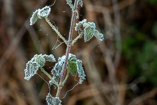 A beautiful misty and frosty morning in Hassocks. Photo by Dinah Beaton, dinahbeaton.co.uk.